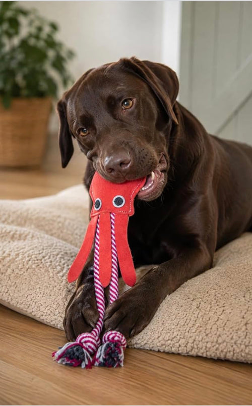 Sid the Squid Dog Toy